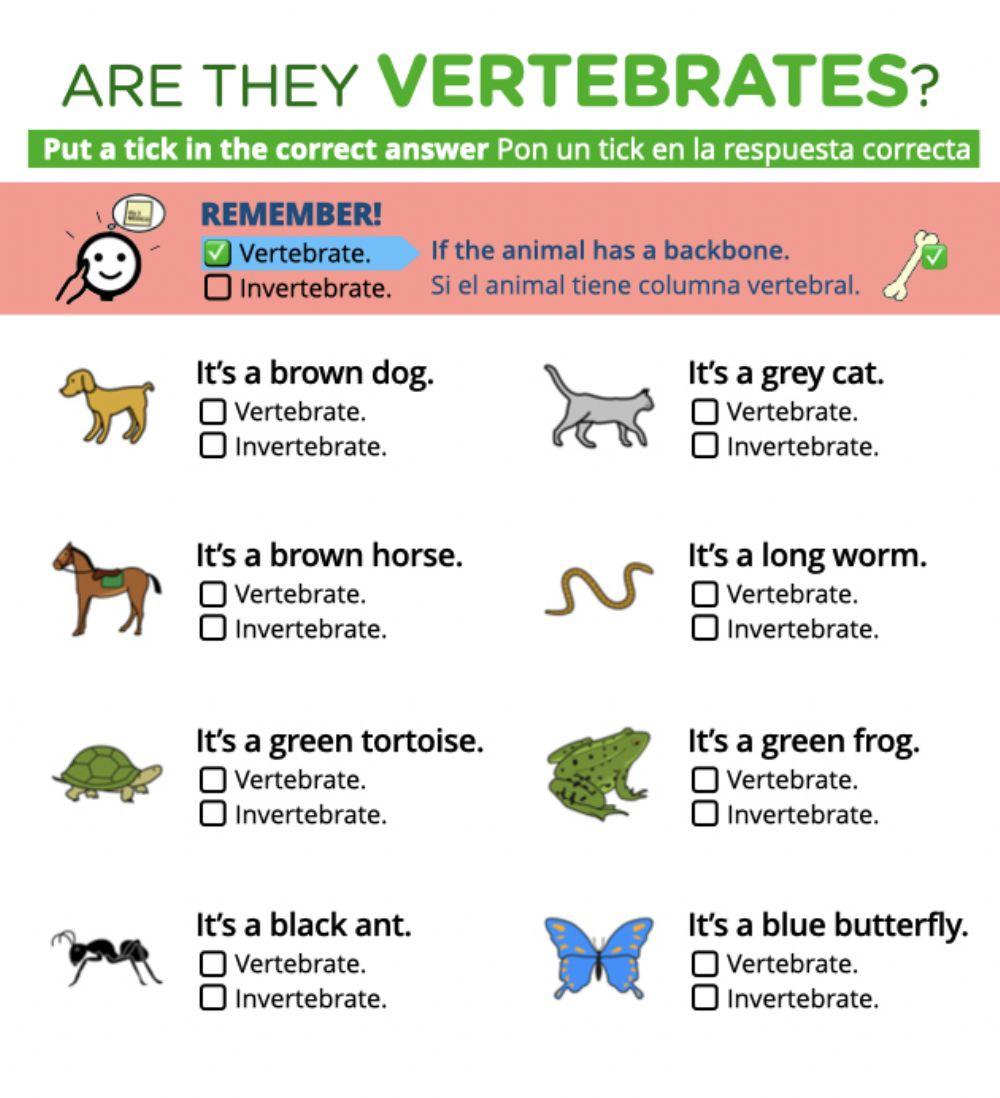 Are they vertebrates?