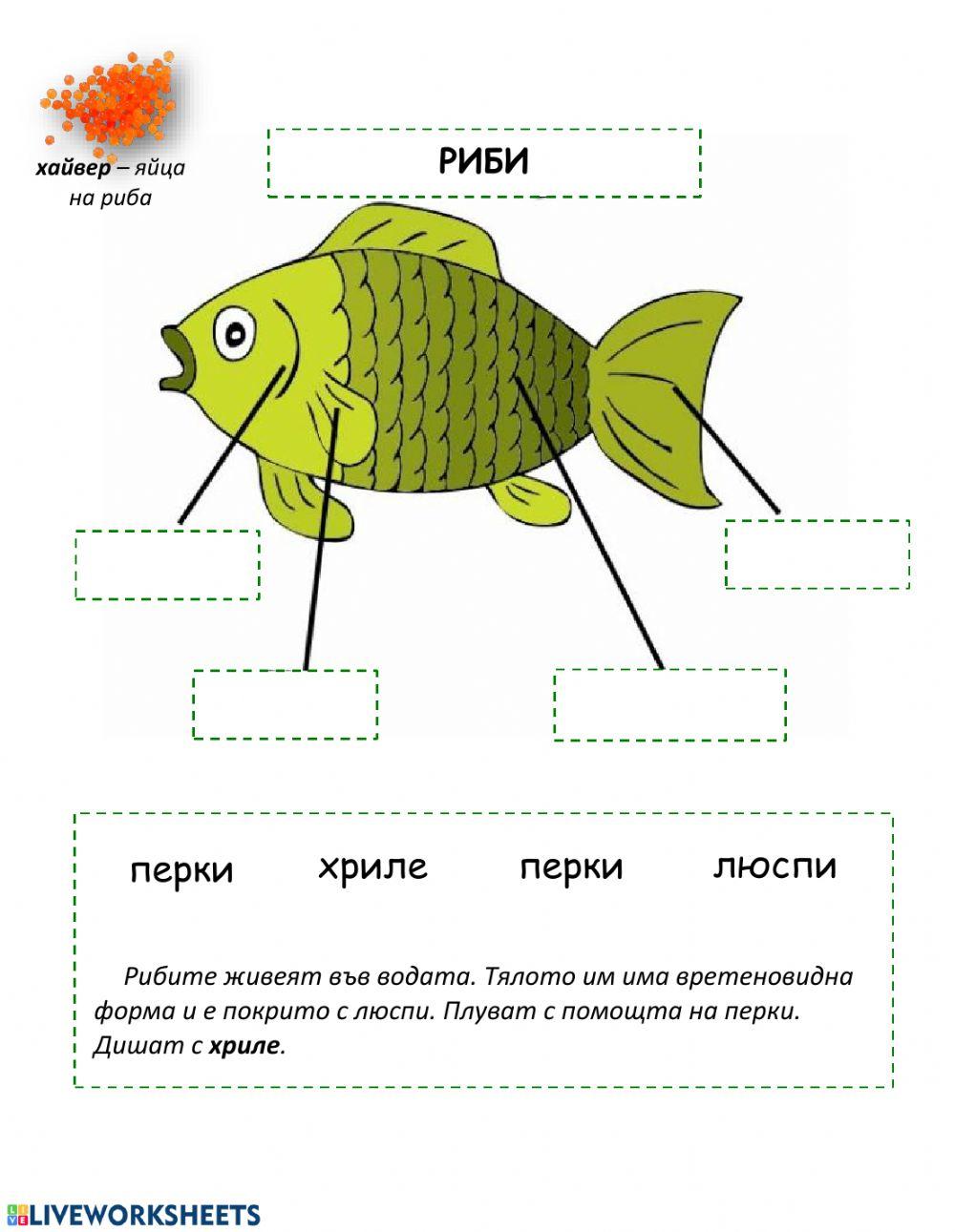 Групиране на животните (по общи белези)
