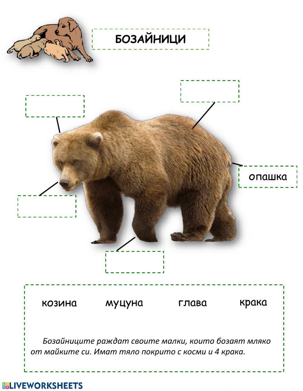 Групиране на животните (по общи белези)