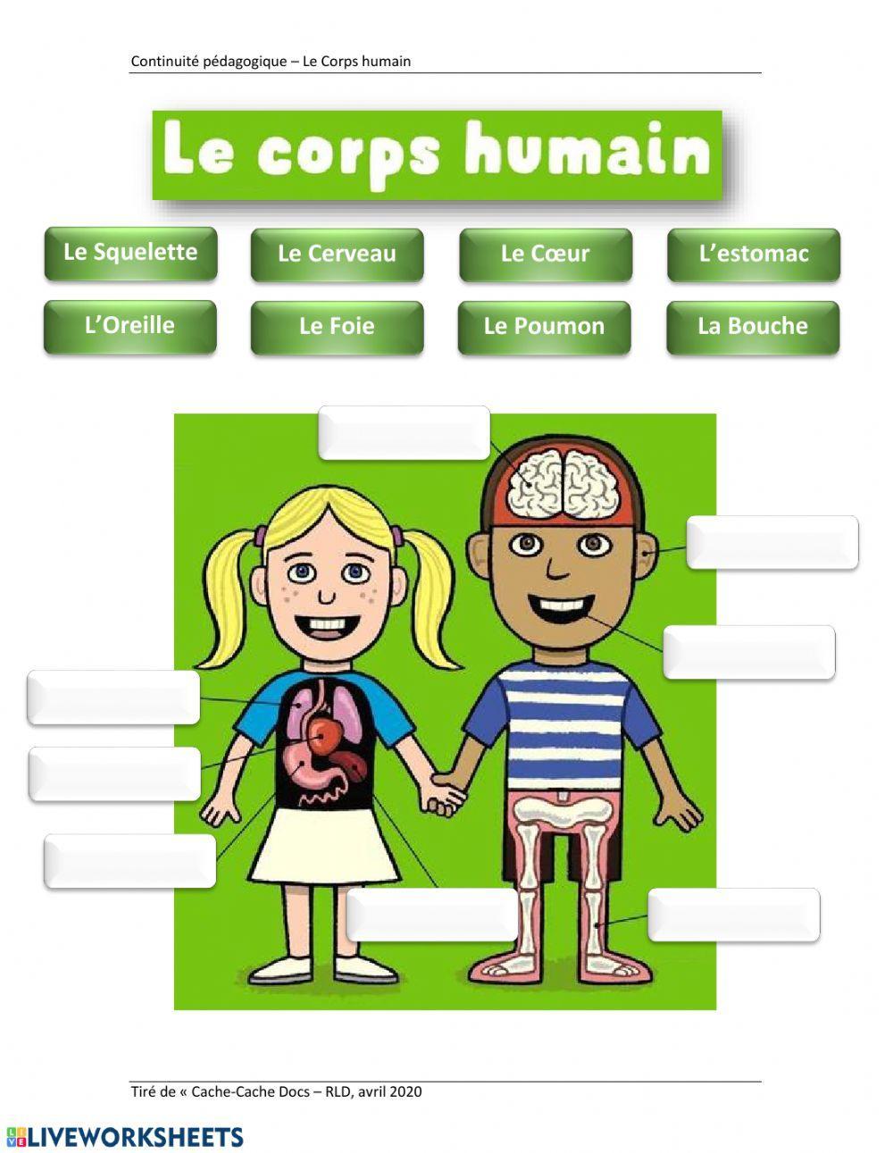 Le Corps Humain Ver 2