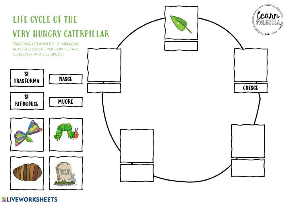 The very hungry caterpillar - Life Cycle