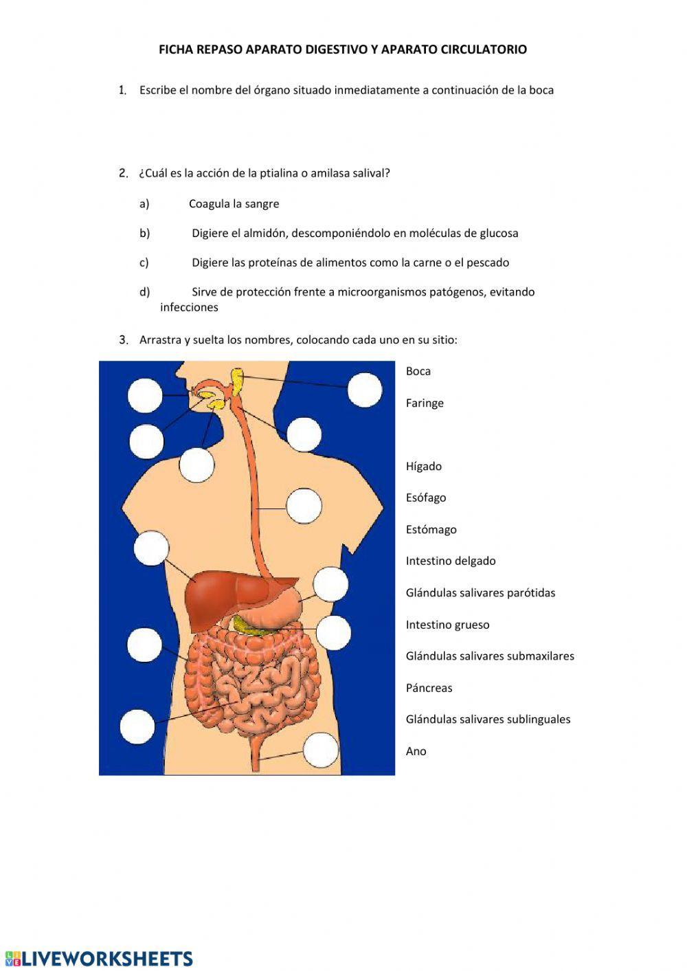Aparato digestivo y aparato respiratorio