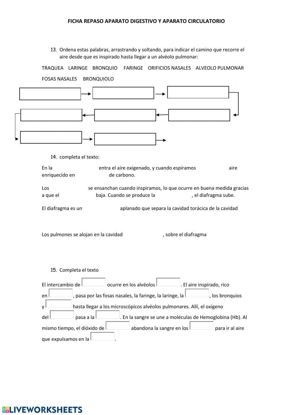 Aparato digestivo y aparato respiratorio