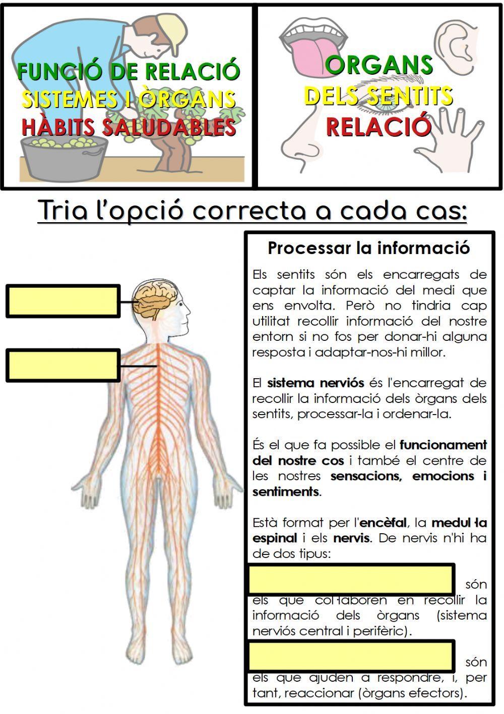 Com processem la informació dels sentits