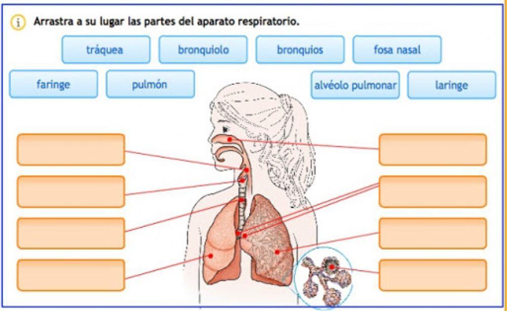 Órganos del aparato respiratorio