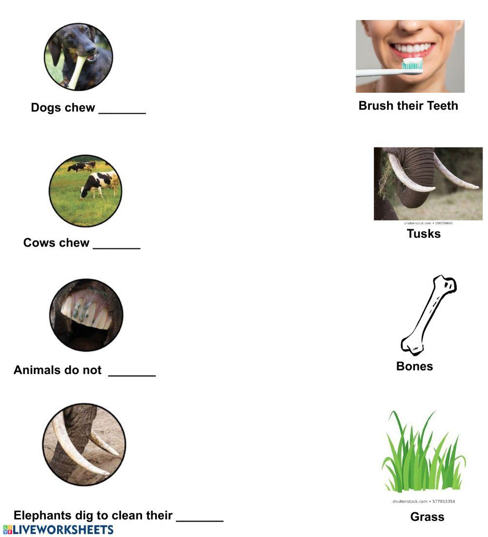 animal-teeth-worksheet-98746-vperez5784