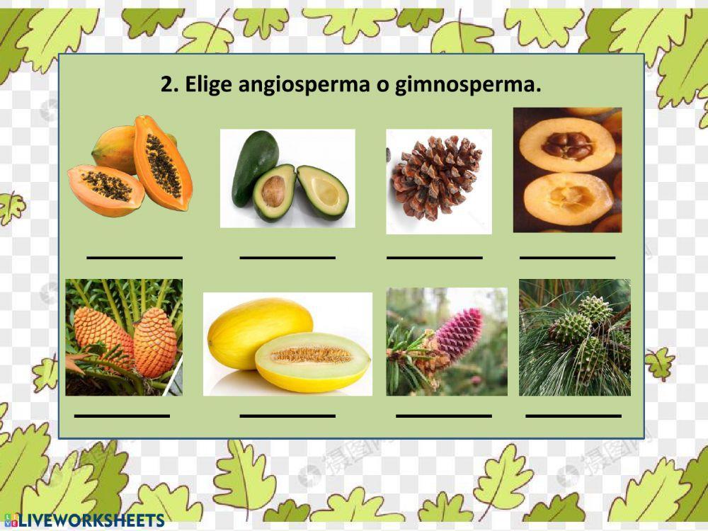 Clasificación plantas según su reproducción