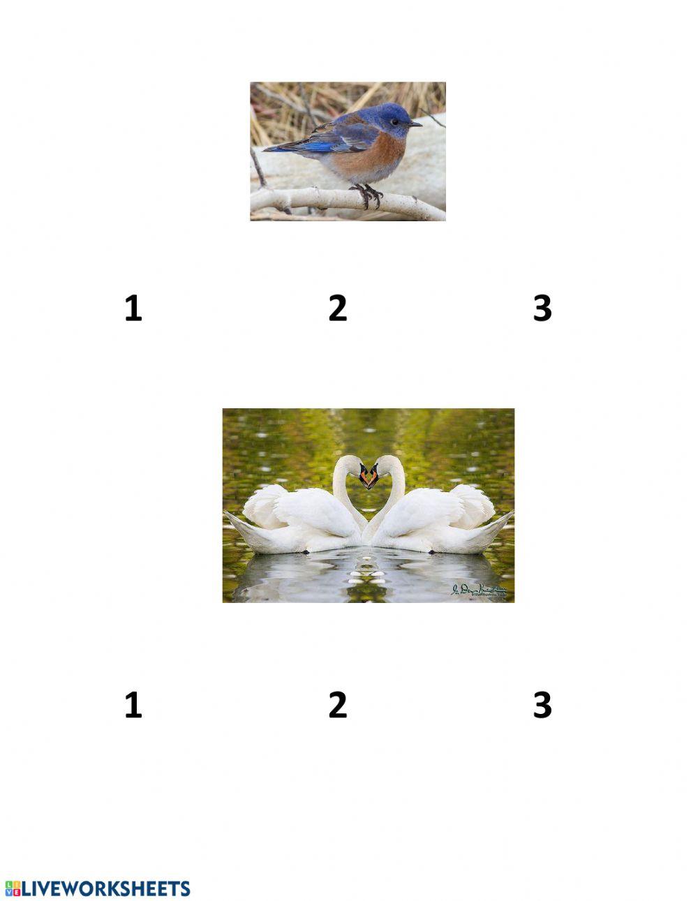 Counting Birds worksheet Live Worksheets