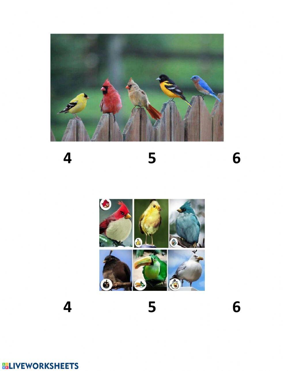 Counting Birds worksheet Live Worksheets