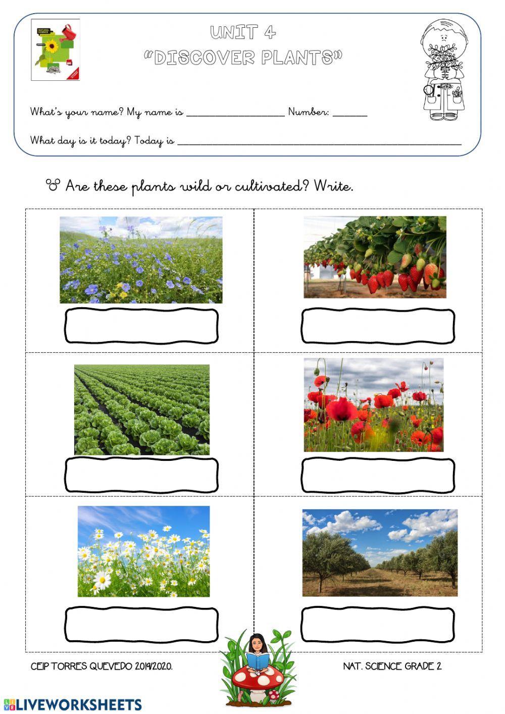 98995-wild-and-cultivated-plants-lucimiau