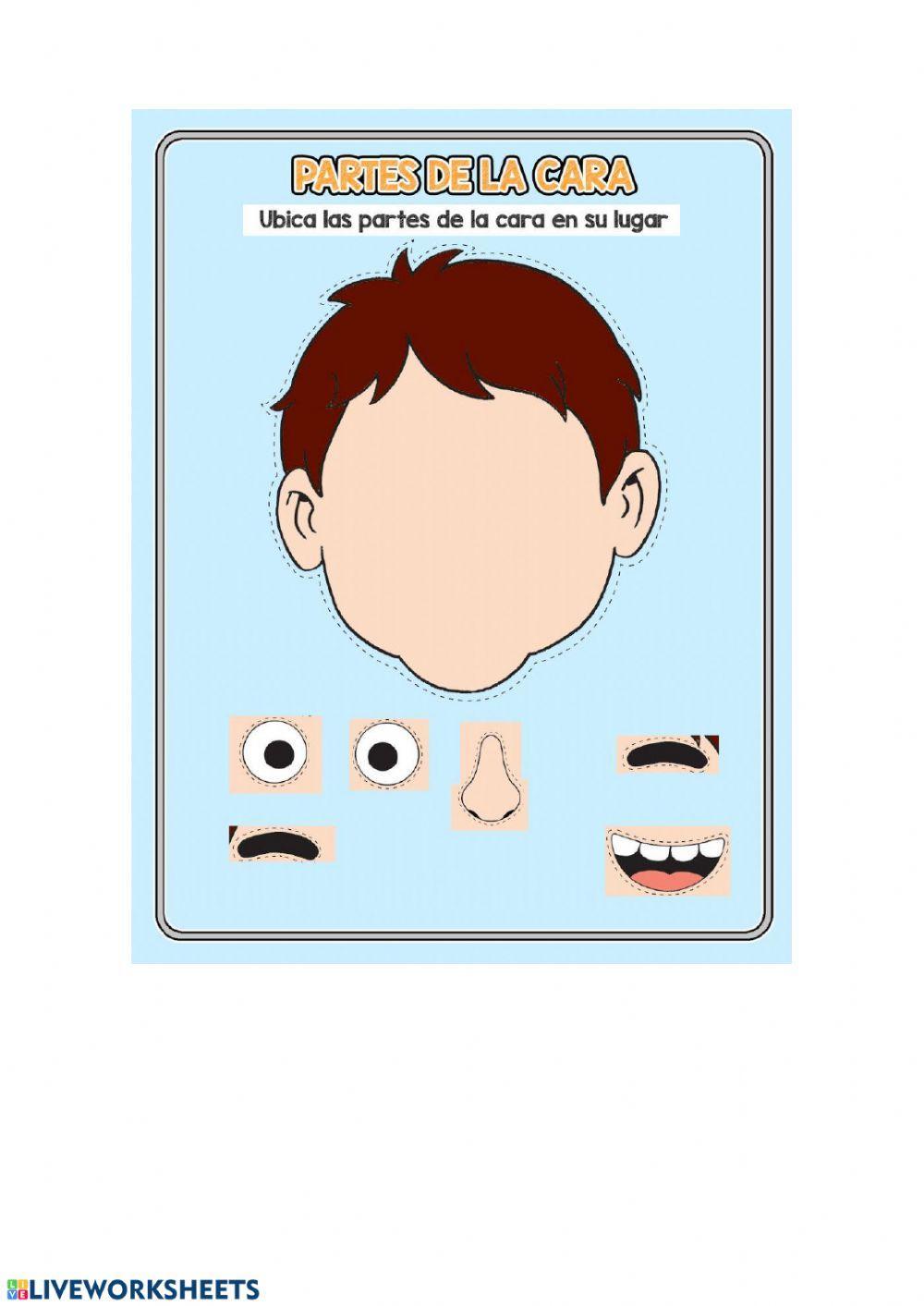 partes de la cara