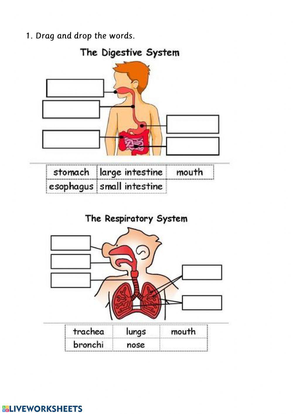 Respiratory System For Kids Worksheet