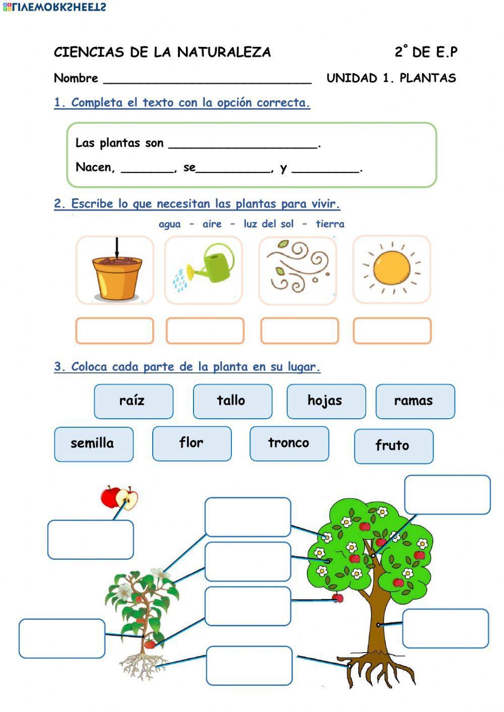 UNIDAD 1. Plantas (2º E.P) UNIDAD 1. Plantas (2º E.P)
