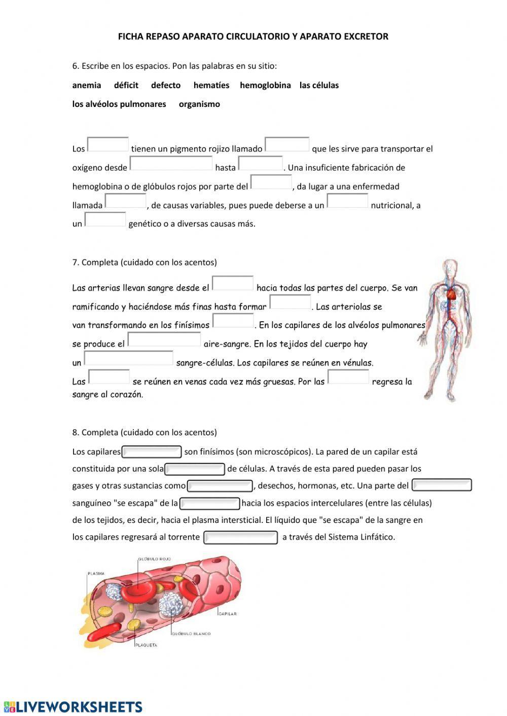 Repaso aparato circulatorio y excretor