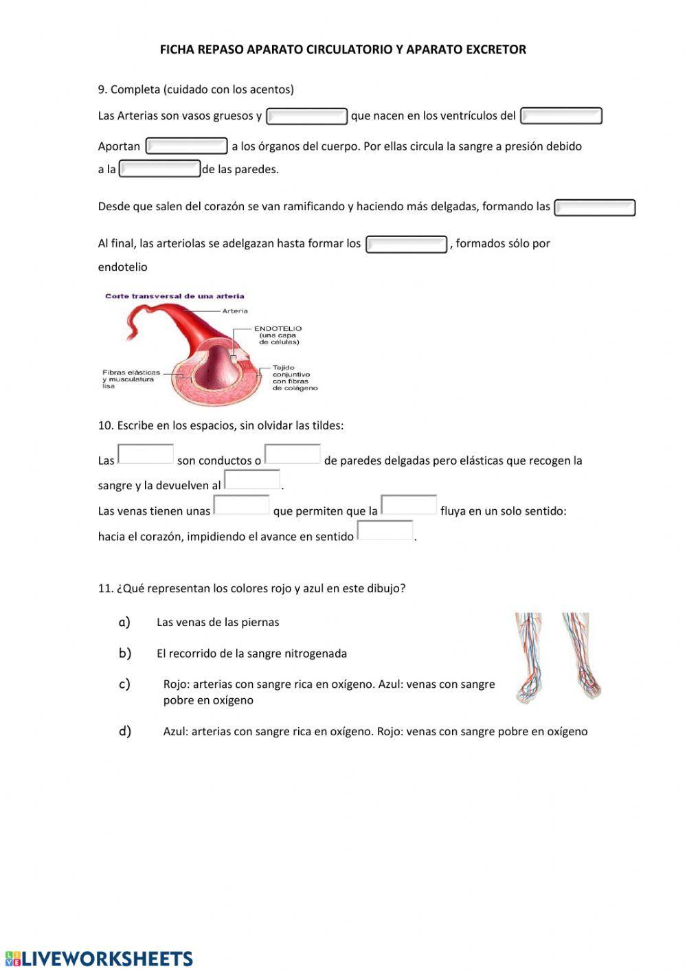 Repaso aparato circulatorio y excretor