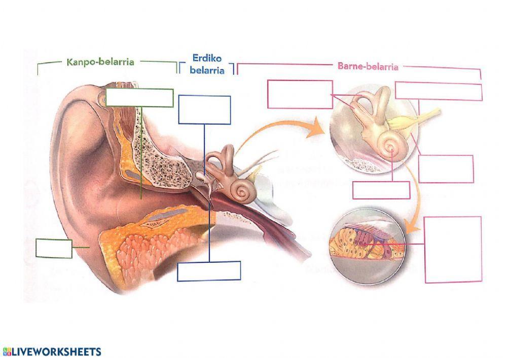 Belarria kanpotik eta barrutik