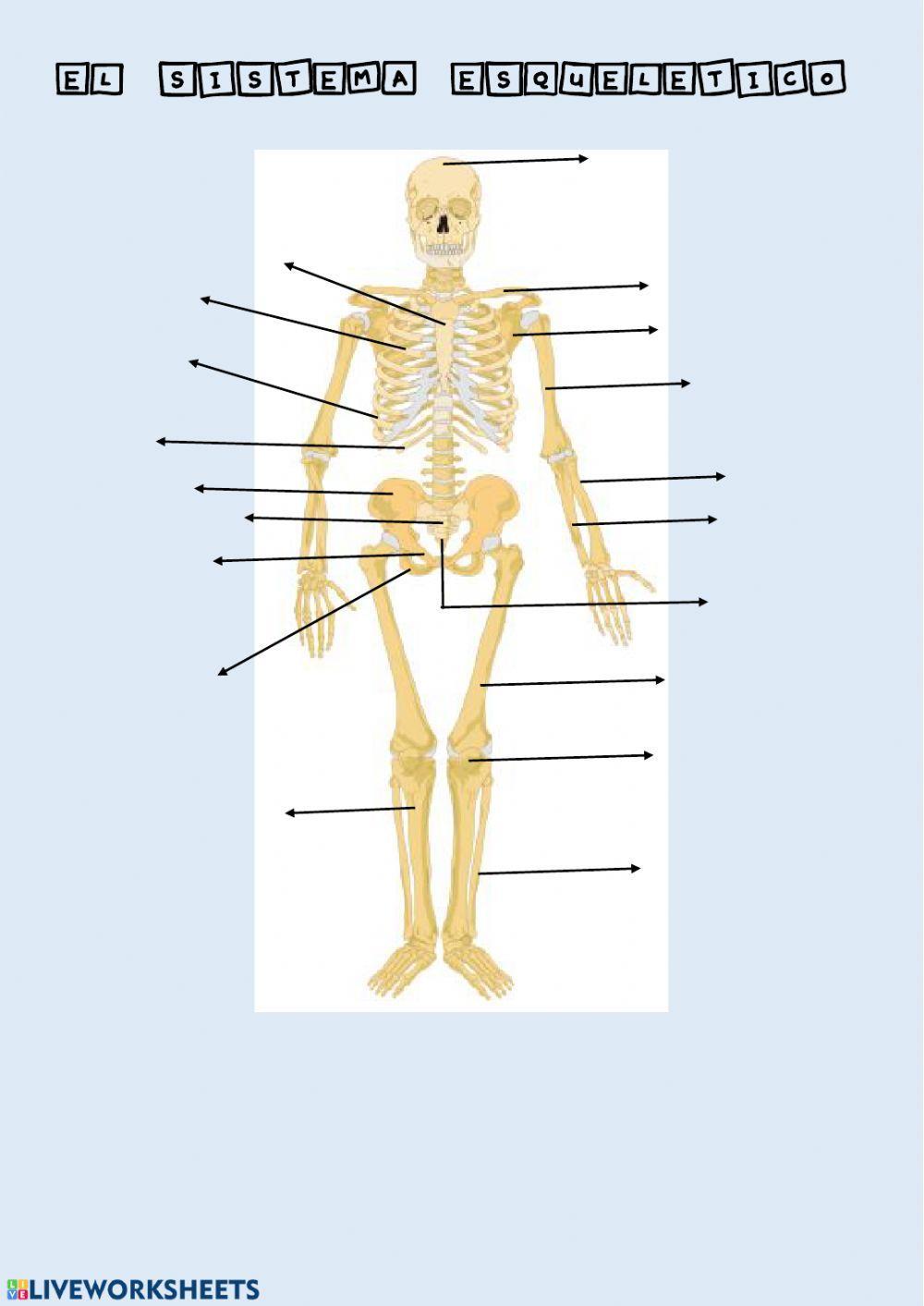 El sistema esquelético