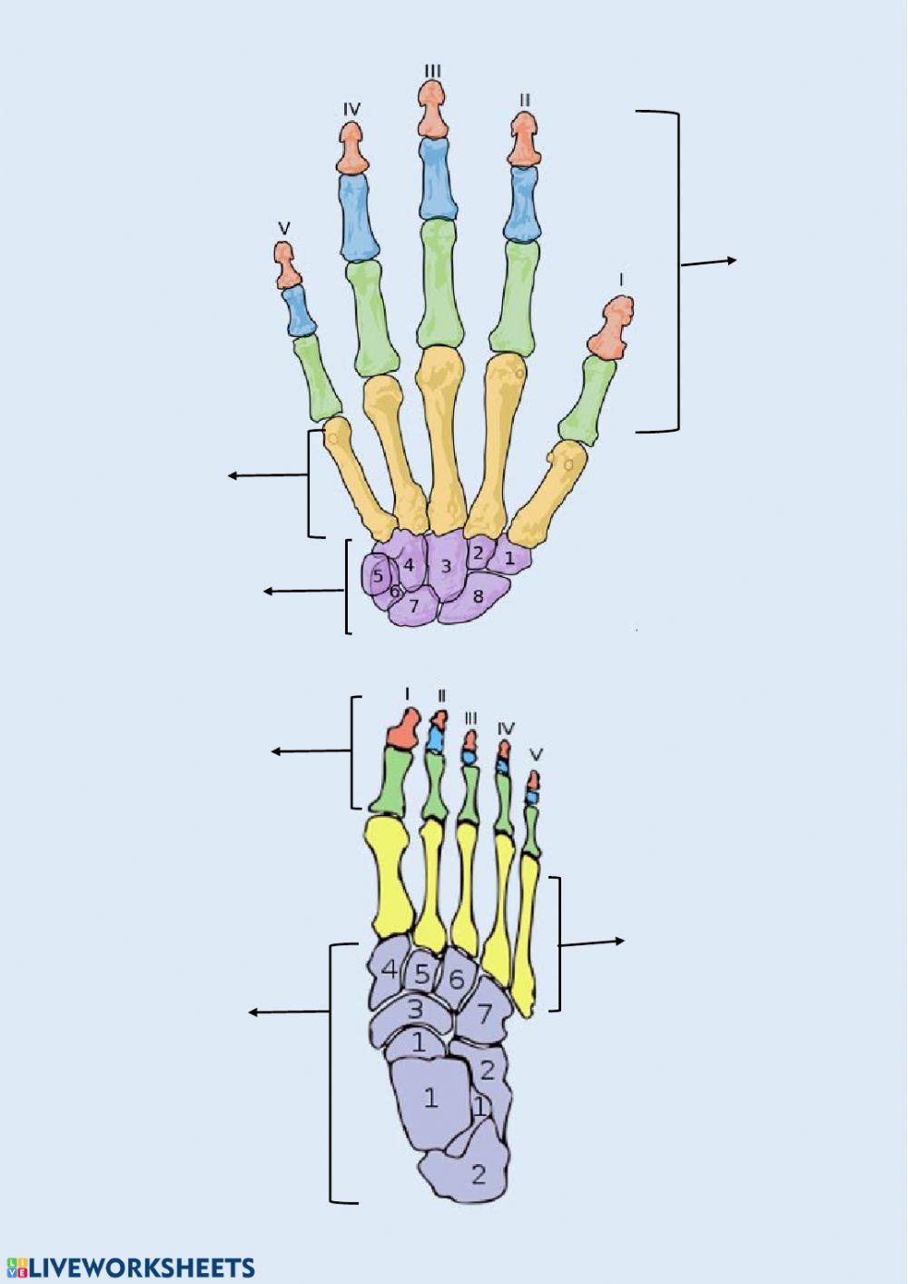 El sistema esquelético