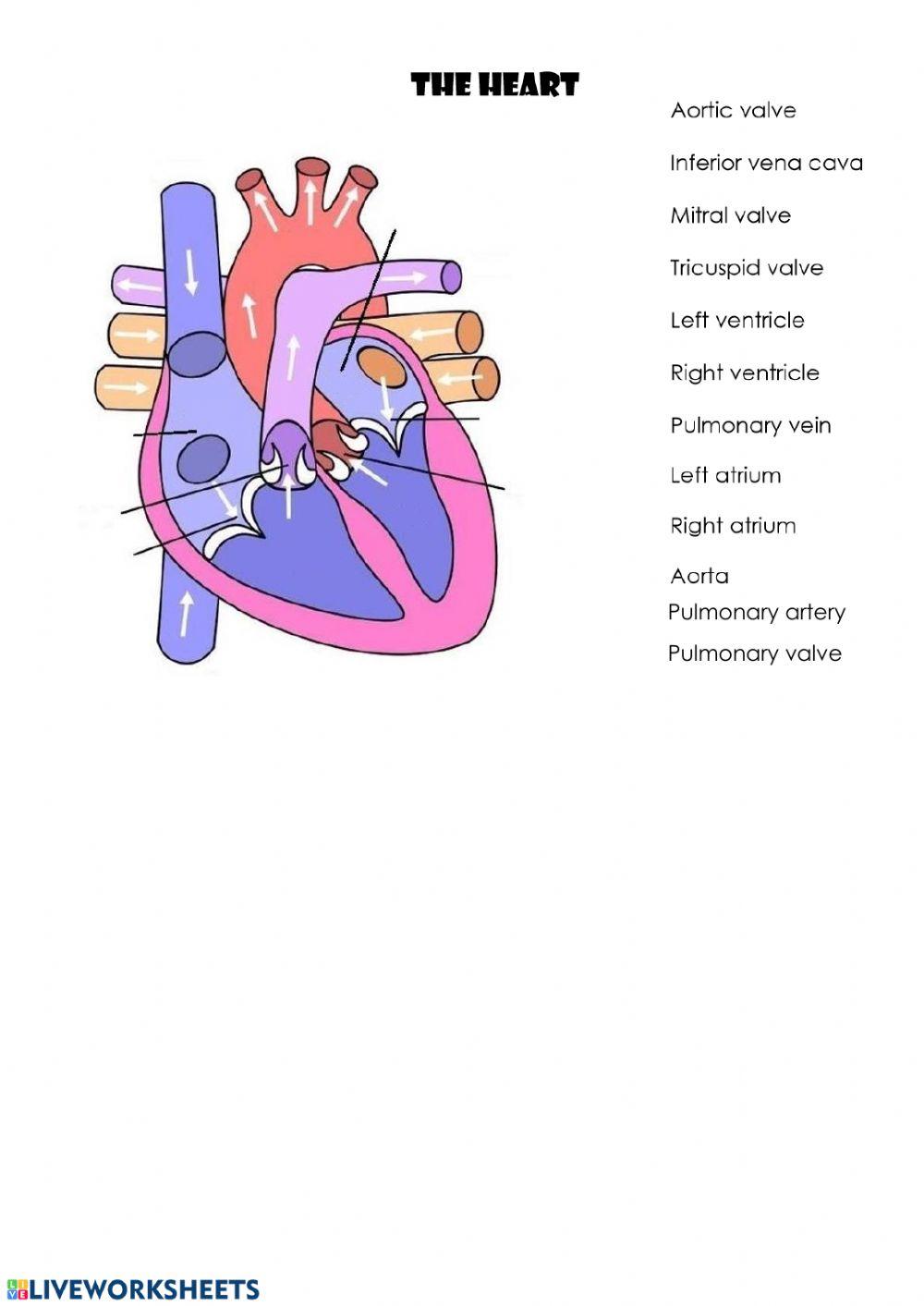Parts of the heart