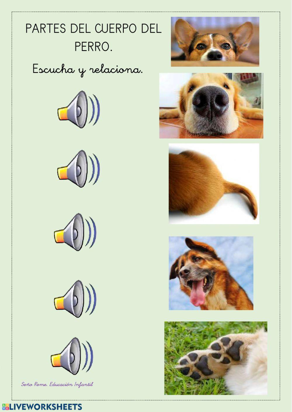 Partes del cuerpo del perro