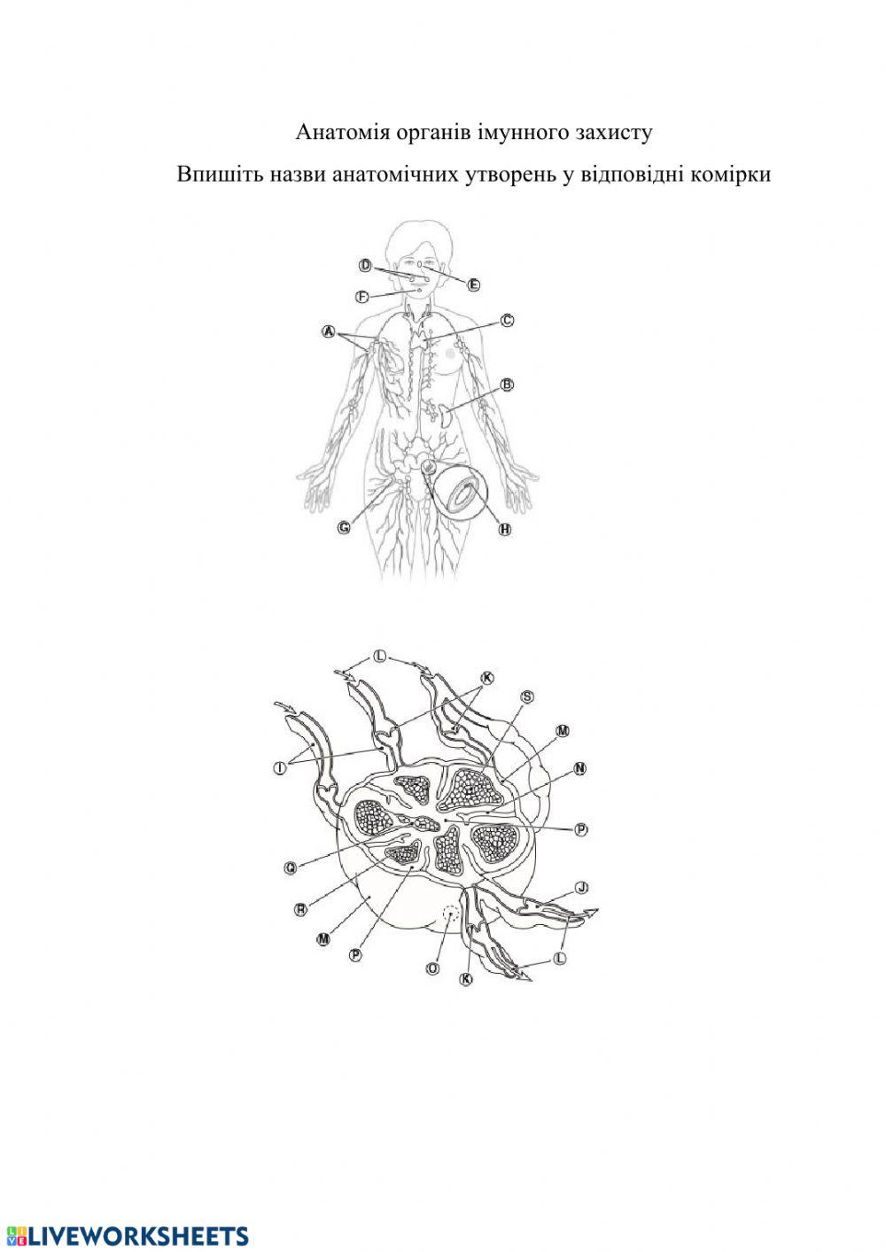 Анатомія органів імунного захисту