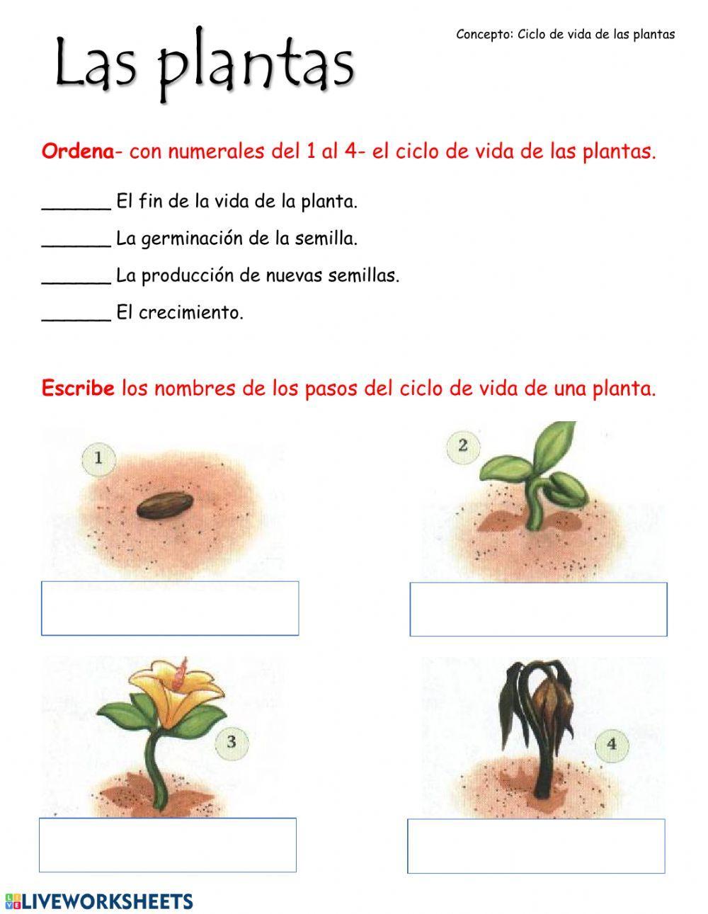 Ciclo de vida de las plantas