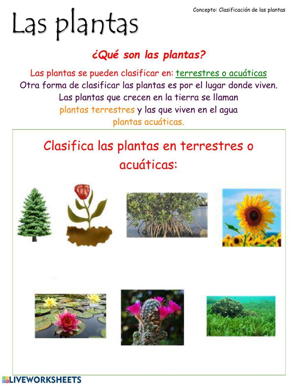 Clasificacion de las plantas