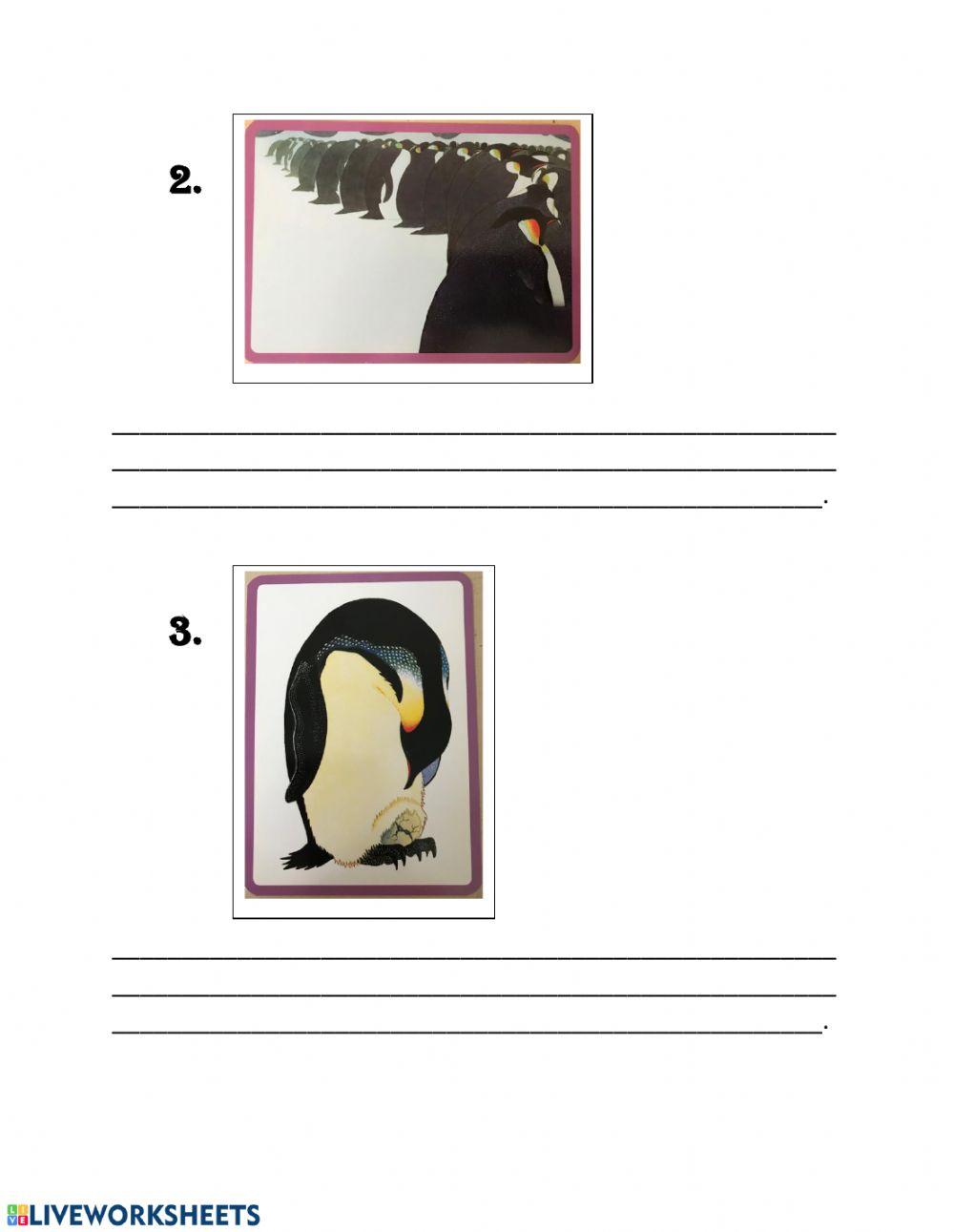 El pingüino polluelo: comprensión