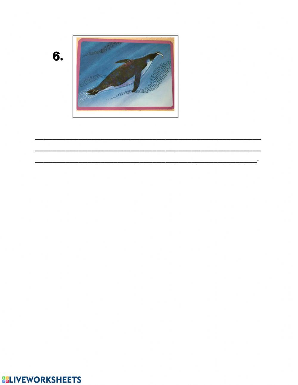 El pingüino polluelo: comprensión