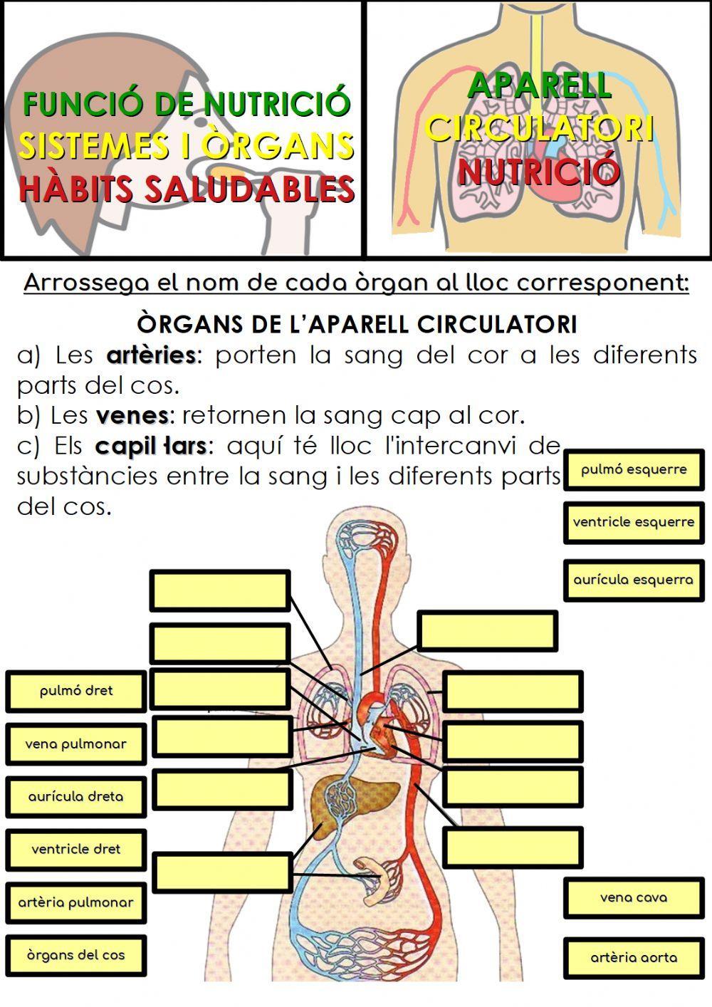 Òrgans de l'aparell circulatori