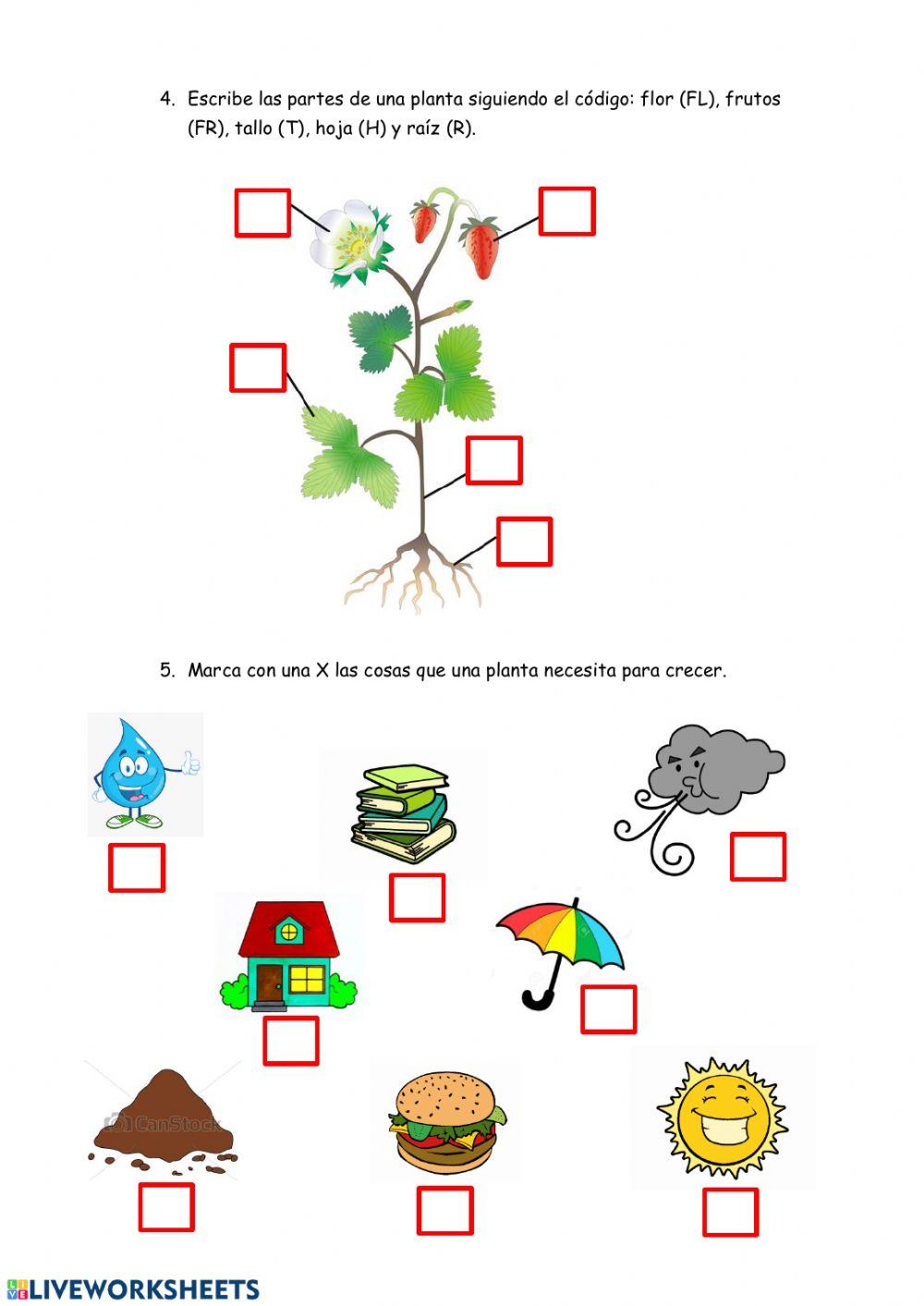 Observamos las plantas