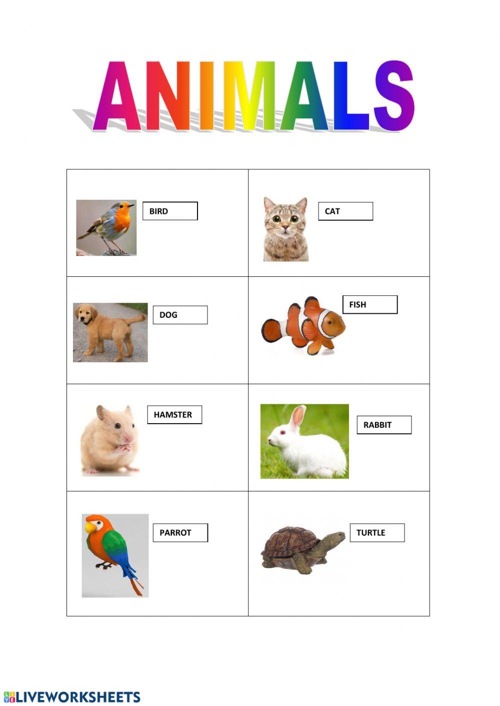 Animals