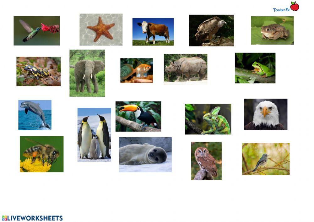 Animals and habitats