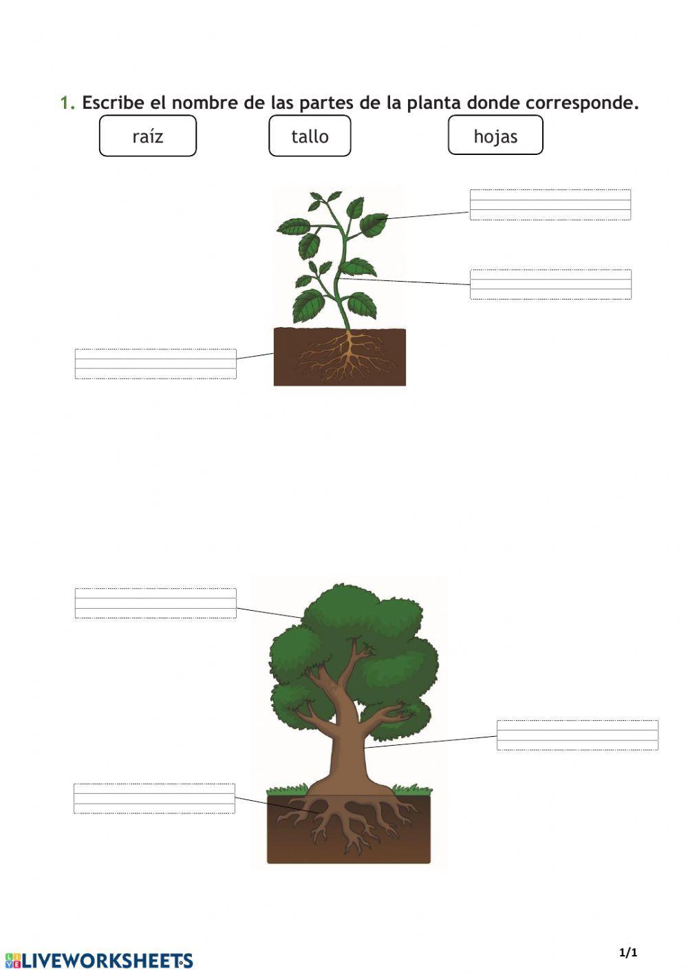 Partes de las plantas