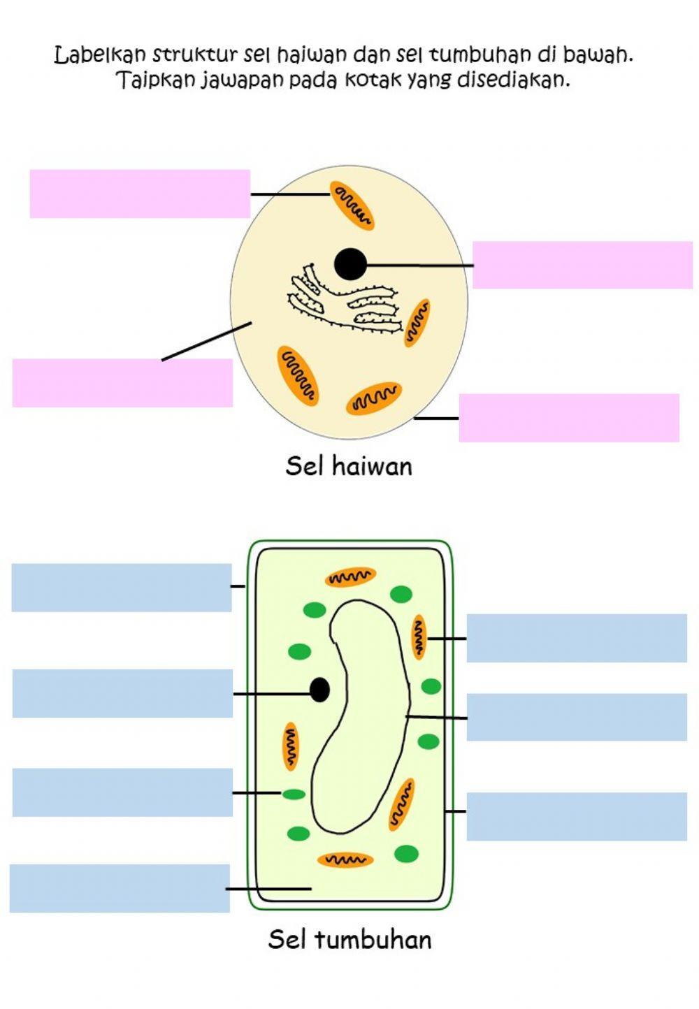 Struktur sel haiwan dan Sel tumbuhan