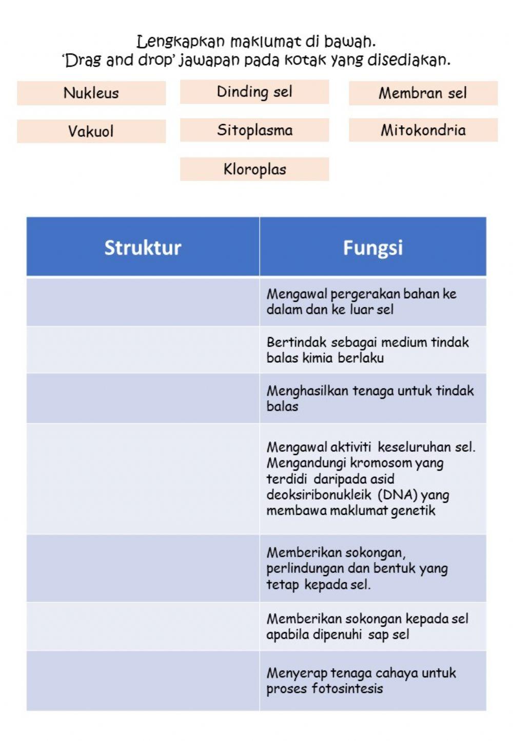 Struktur sel haiwan dan Sel tumbuhan 3