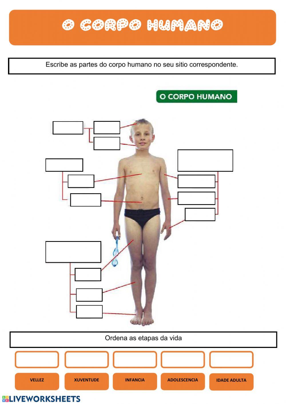 O corpo humano