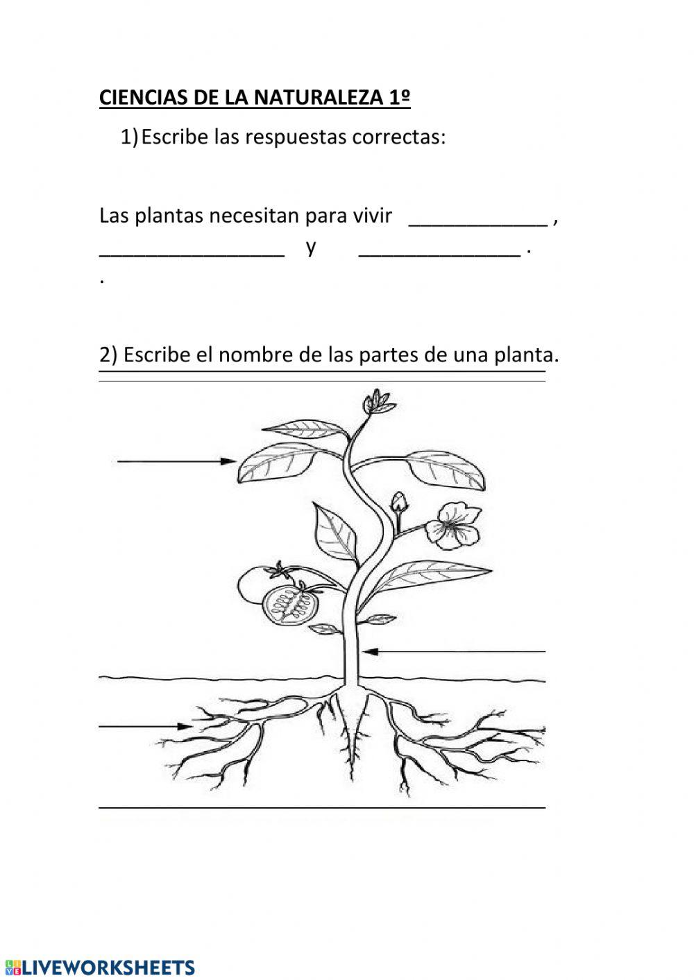 Partes de las plantas.