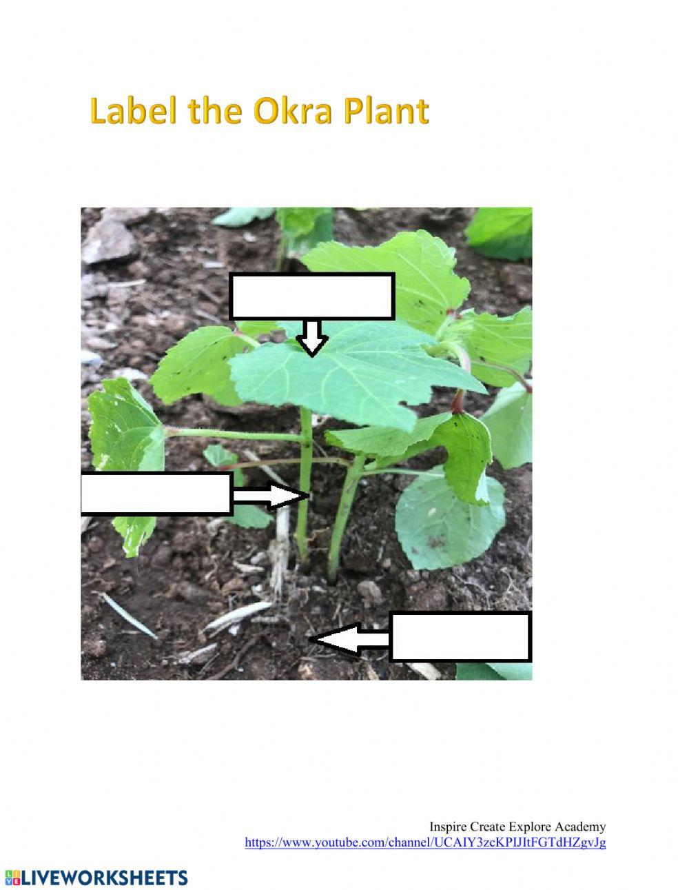 Label The Diagram of The Okra Plant