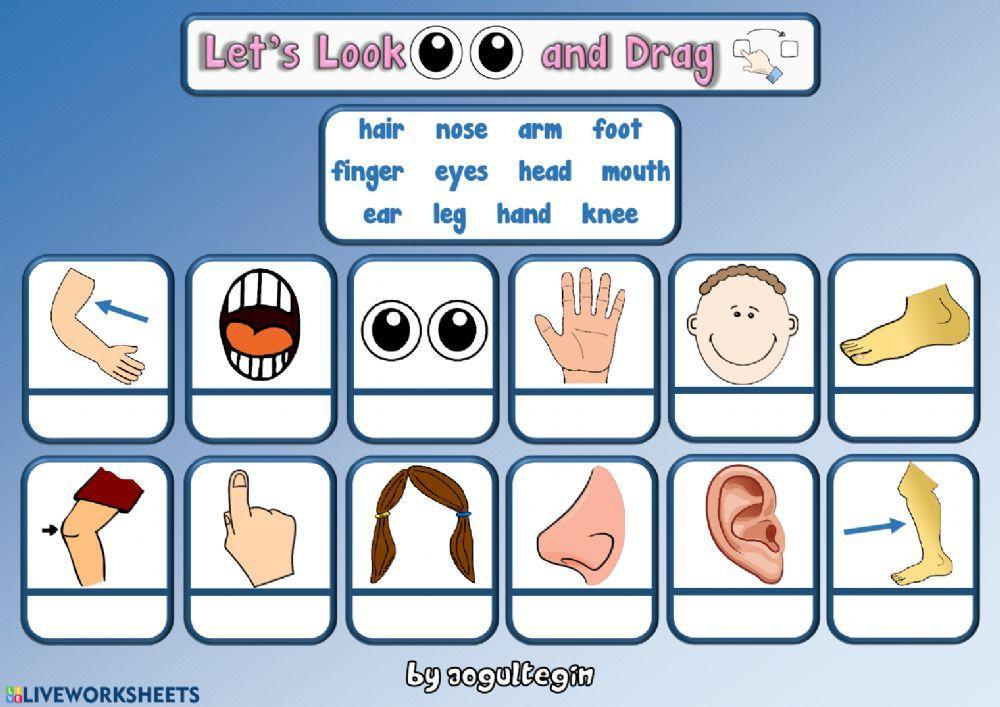 2.7. Body Parts - Let's Look and Drag
