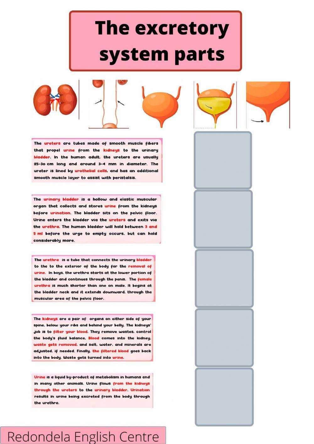 The Excretory System worksheet Live Worksheets