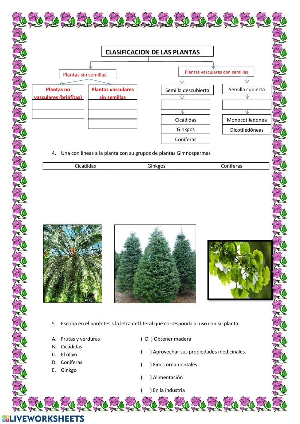Plantas Live Worksheets Plantas Live Worksheets