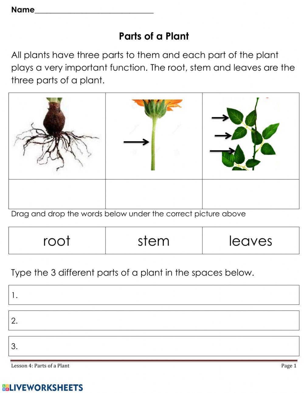 Parts of a Plant - P1