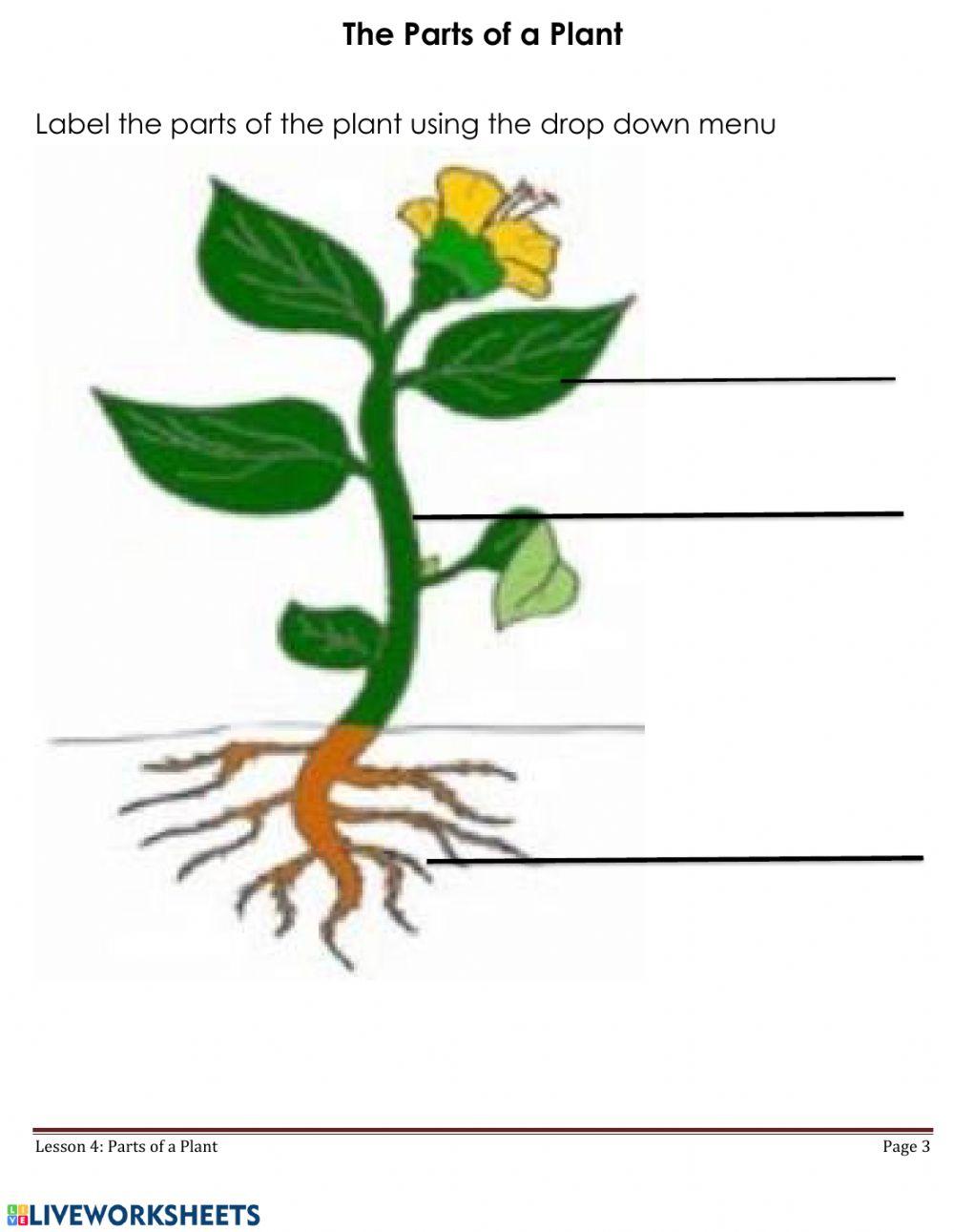 Parts of a Plant - P1