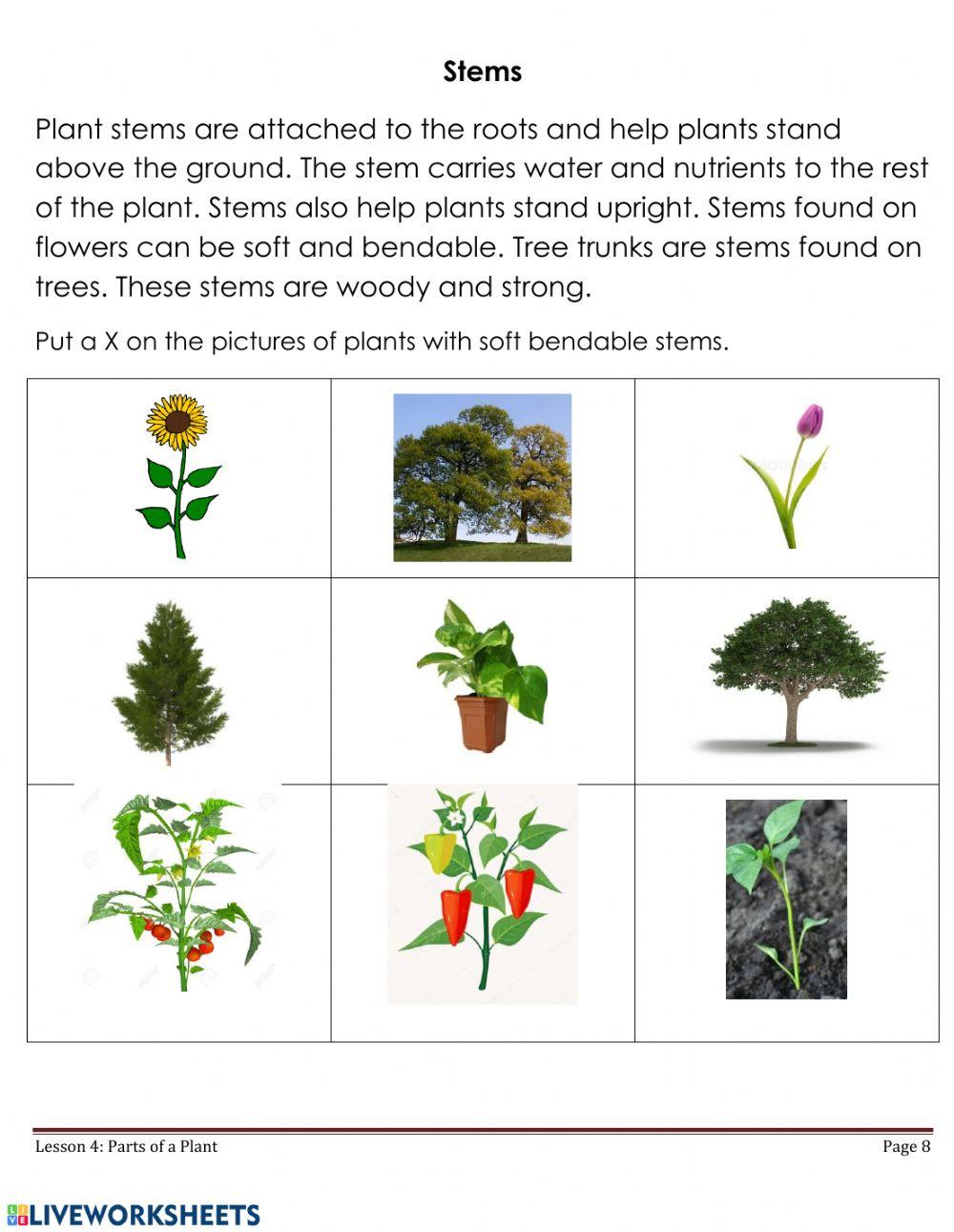 Parts of a Plant - P1
