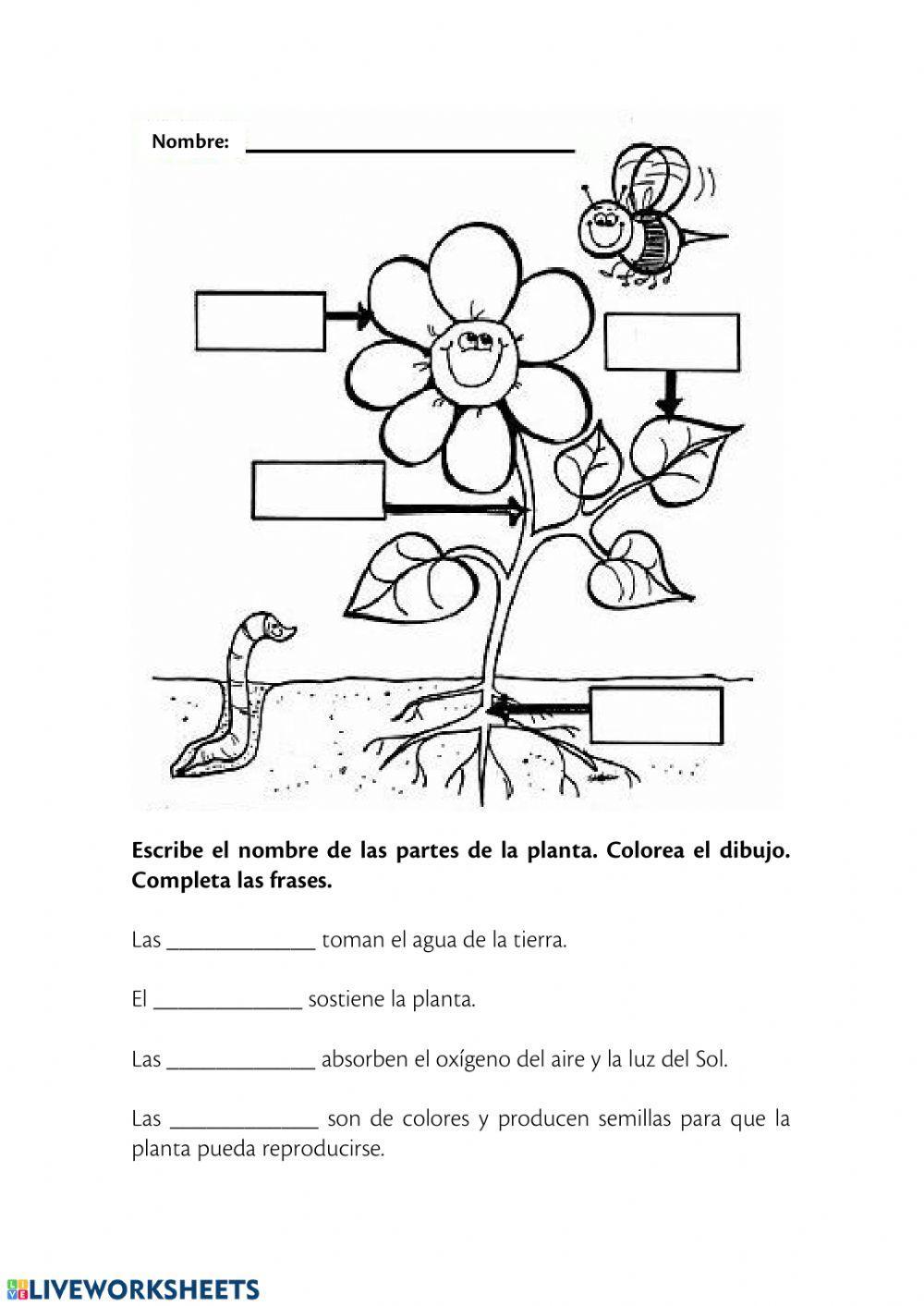 Partes de las plantas