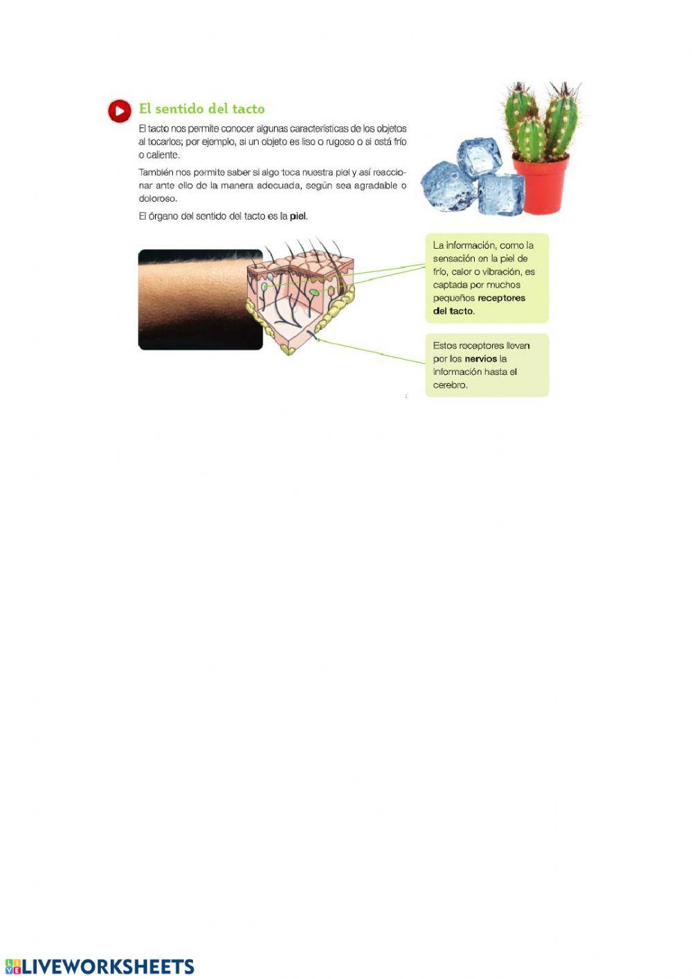 Sentidos: gusto, tacto y olfato