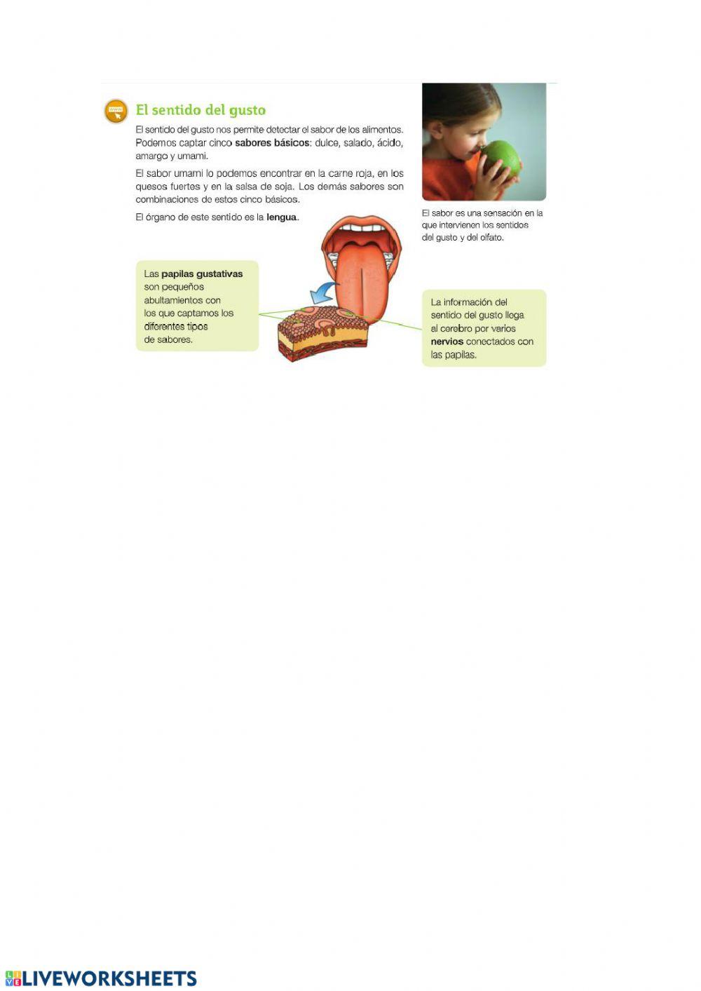 Sentidos: gusto, tacto y olfato