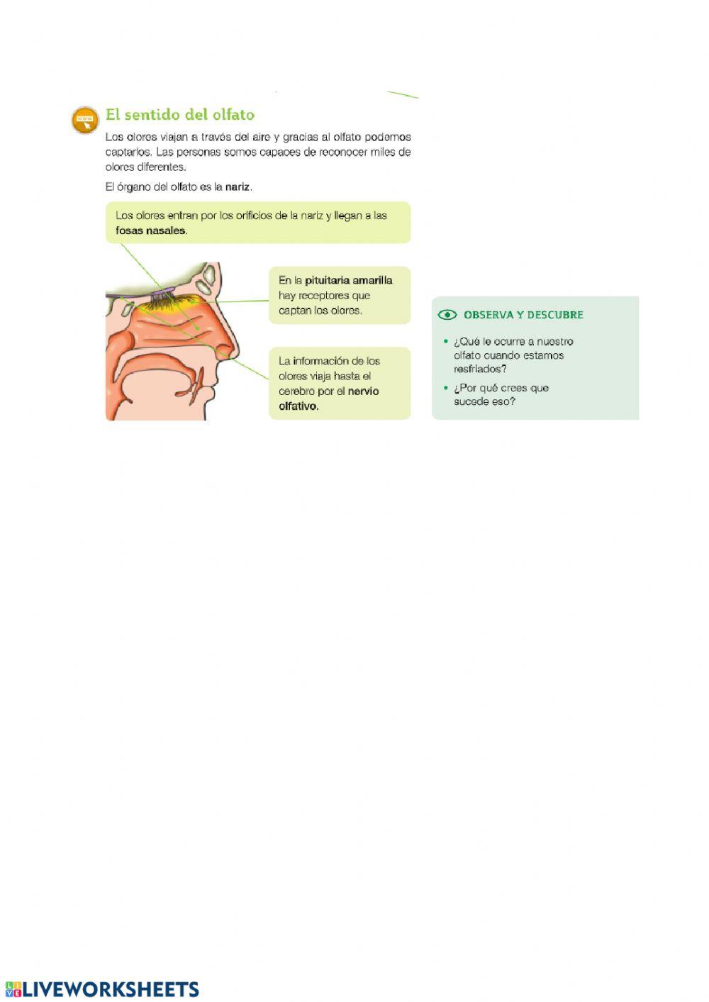 Sentidos: gusto, tacto y olfato
