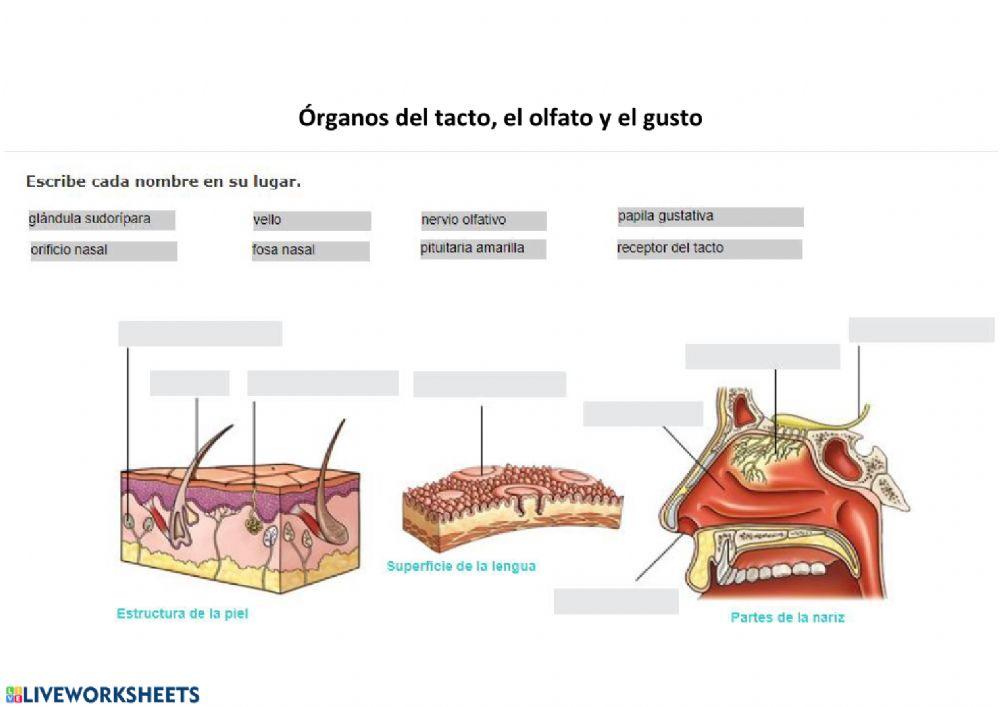 Sentidos: gusto, tacto y olfato